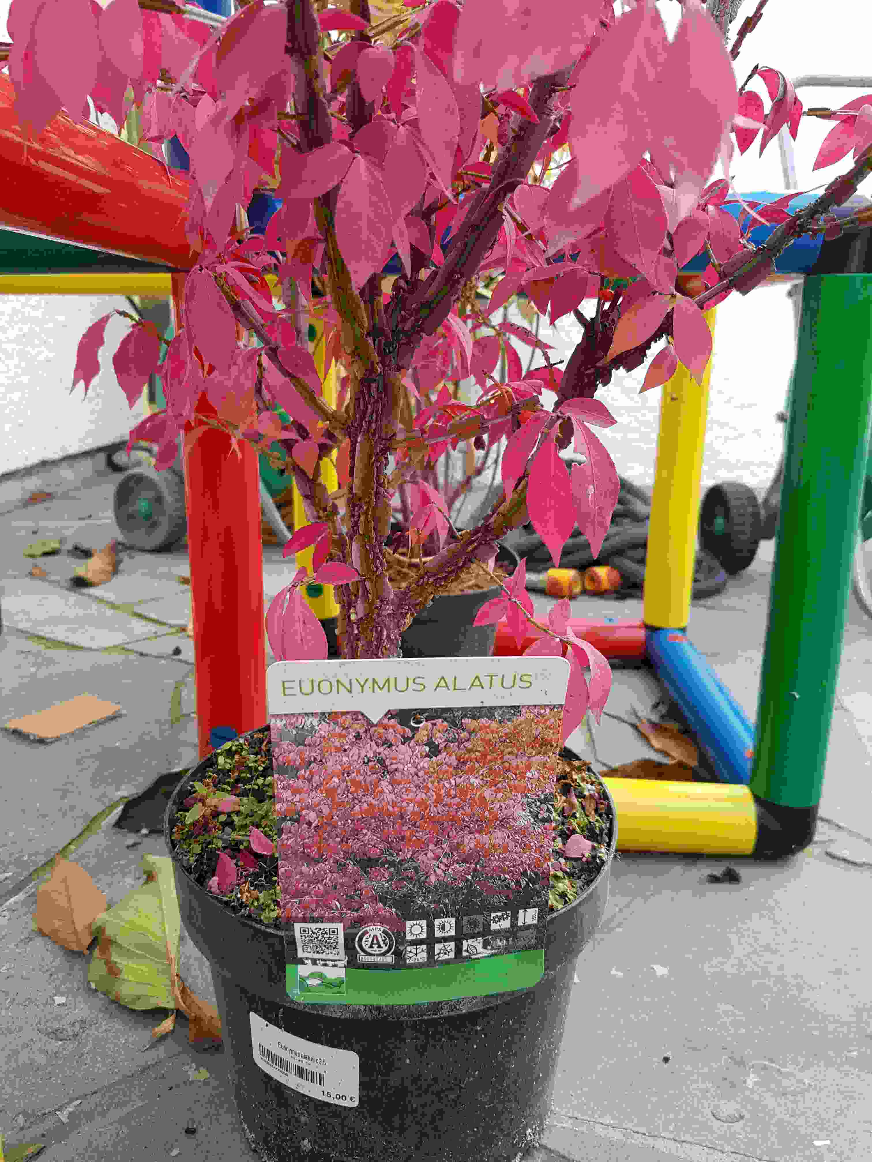 euonymus alatus.2.20220930_172609.jpg